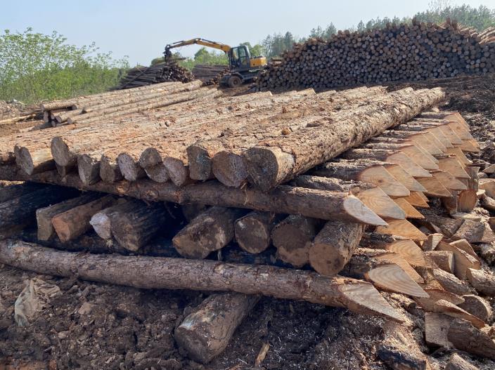 松木樁可做永久基礎(chǔ)處理(打造最牢固基礎(chǔ)，松木樁無可比擬)